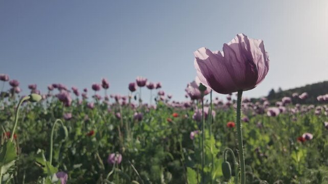 Poppy seed flower sways by the wind in backlit. Close-up side view of purple flower against the blue sky. Spring agricultural landscape, slow motion blooming opium poppy field.