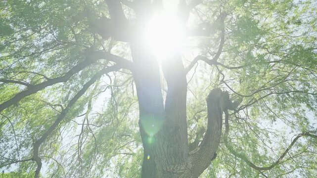 Daylight passes through the mighty branches and trunk of a weeping willow tree.
