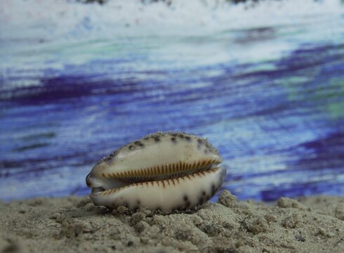 Original fine art macro photography of an open glossy tiger cowrie cypraea tigris shell on sand with an ocean wave painting background.