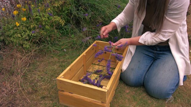 Woman sorting lavender flowers in wooden box