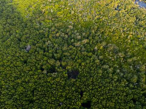 Aerial view of the dense mangrove forest canopy in Karimunjawa, featuring lush green vegetation and natural textures in Jepara Regency, Central Java, Indonesia.