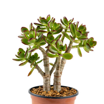 Crassula ovata jade plant succulent bonsai with thick green grey trunks and fleshy oval leaves edged red isolated on a transparent background