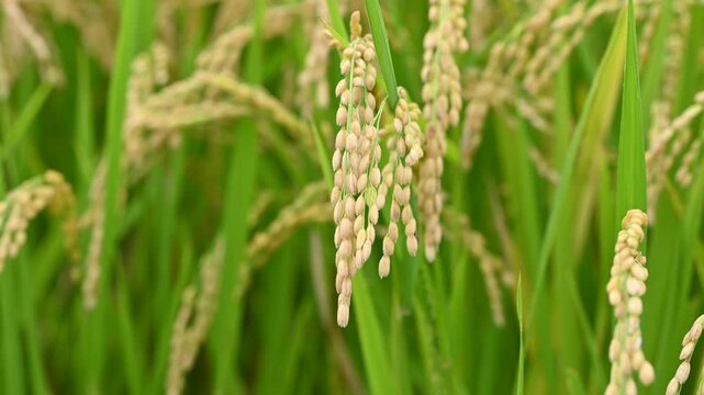黄金色に輝く稲穂の超接写（マクロ撮影・新米・穀物）