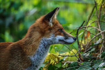 Fuchs fokussiert im Profil in der Natur © Patrick P. Palej