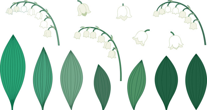 Hand drawn lily of the valley flower vector element set with isolated green leaves and white blossoms on background for spring wedding templates