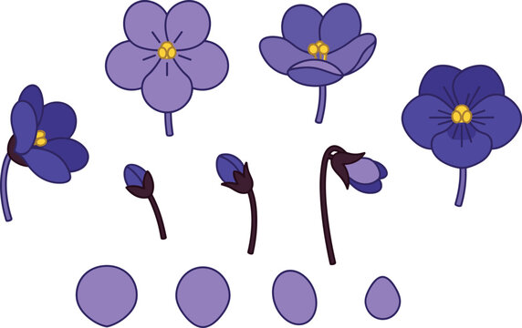 Hand drawn purple violet flower vector element set with isolated petals stems and buds on white background for spring greeting card design templates
