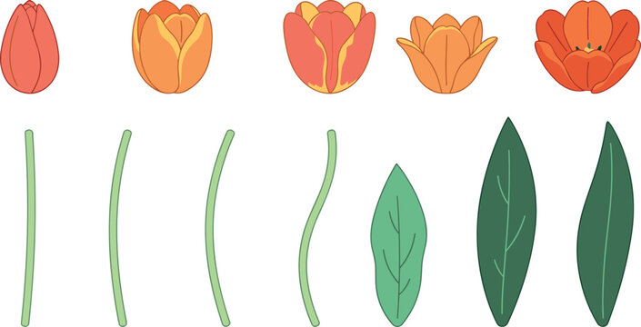 Hand drawn orange tulip flower vector element set with isolated stems and leaves on white background for spring floral design templates