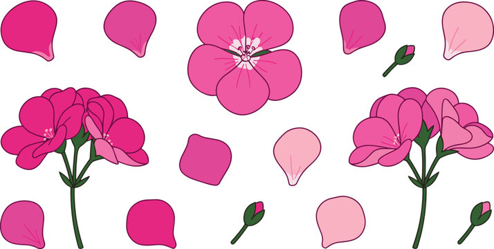 Hand drawn pink flower geranium vector element set with isolated petals and buds on white background for romantic wedding invitation design