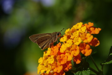 the Mediterranean skipper butterfly (Gegenes nostrodamus) © sundodger