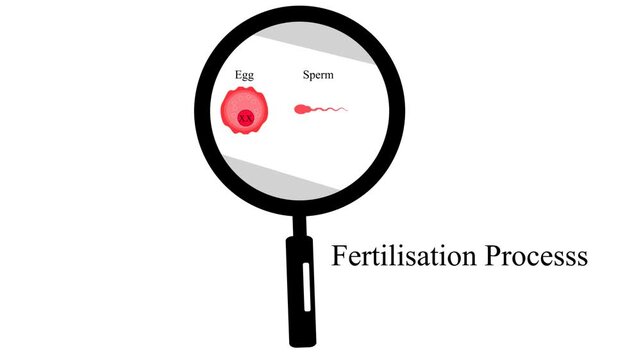 biological illustration depicting the process of fertilization, the sperm cell approaching, making contact with the egg,