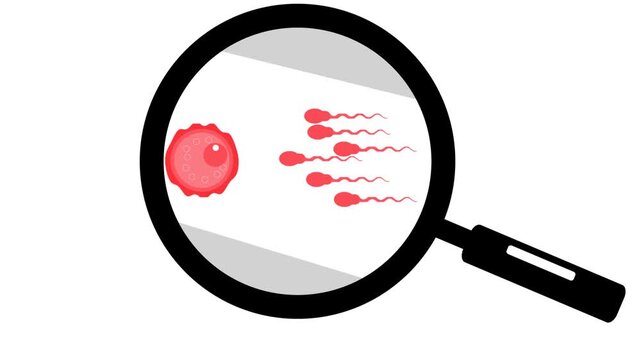 biological illustration depicting the process of fertilization, the sperm cell approaching, making contact with the egg,