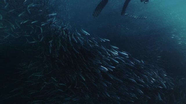 A freediver swims alongside a massive swirling bait ball of sardines in the blue waters of South Africa, surrounded by thousands of shimmering silver fish moving in perfect harmony through the open