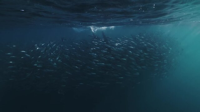 A freediver swims alongside a massive swirling bait ball of sardines in the blue waters of South Africa, surrounded by thousands of shimmering silver fish moving in perfect harmony through the open