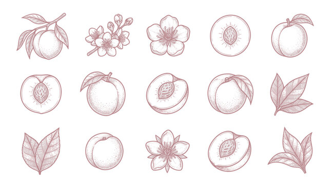 Industrial Style Line Drawing Set of Peach Tree Elements with Flowers Fruits Leaves and Cross Sections in Pinkish Brown