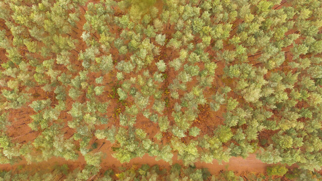 Aerial view of Bourne Wood featuring dense pine trees and a forest path in Bourne, England, United Kingdom.