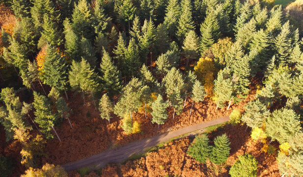 Aerial view of a dense forest with tall pine trees and a winding dirt path during autumn, featuring vibrant fall foliage and golden light in Aldershot, England, United Kingdom.