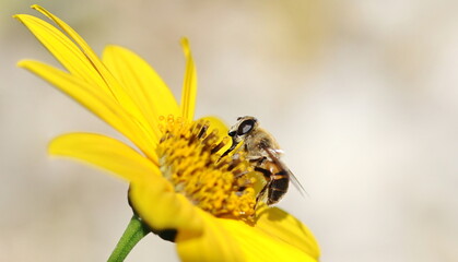 Honeybee mimic hoverfly (Eristalis tenax) feeding on yellow flower, drone fly on sunflower in bright sunny day, macro nature photography © dule964