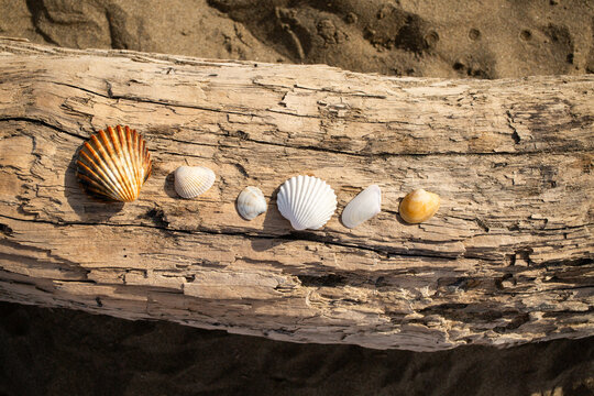 Collection de coquillages align&eacute;s sur un tronc de bois flott&eacute; pos&eacute; sur le sable, vue de dessus