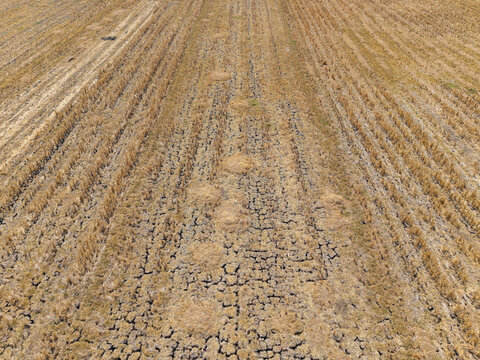 Aerial view of a drought-affected rice field with cracked dry soil and parched earth in Wedung, Central Java, Indonesia.