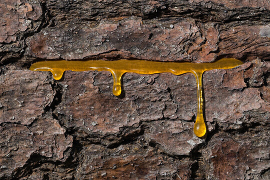 Spruce resin amber drop tree bark macro line