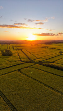 Aerial view of vibrant yellow rape seed fields at sunset with golden light and geometric patterns in Somerset, United Kingdom.
