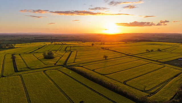 Aerial view of vibrant yellow rapeseed fields at sunset with geometric patterns and trees in the rolling landscape of Somerset, United Kingdom.