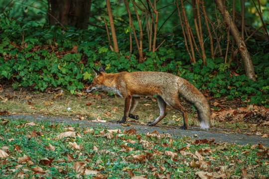 Rotfuchs unterwegs im Park