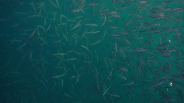 A massive swirling bait ball of sardines moves through the deep blue waters of South Africa, forming a dense shimmering cloud of silver fish that twist and flow together in a mesmerizing underwater