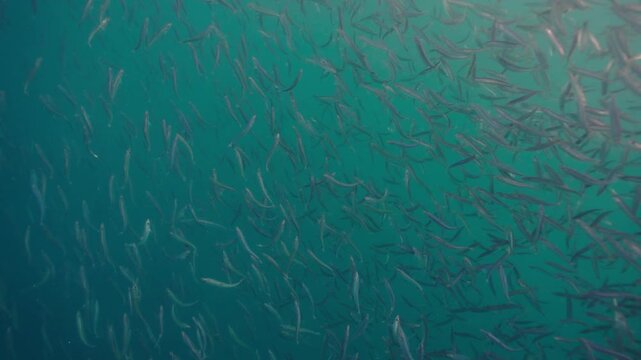 A massive swirling bait ball of sardines moves through the deep blue waters of South Africa, forming a dense shimmering cloud of silver fish that twist and flow together in a mesmerizing underwater