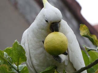 cockatoo © Ksenia