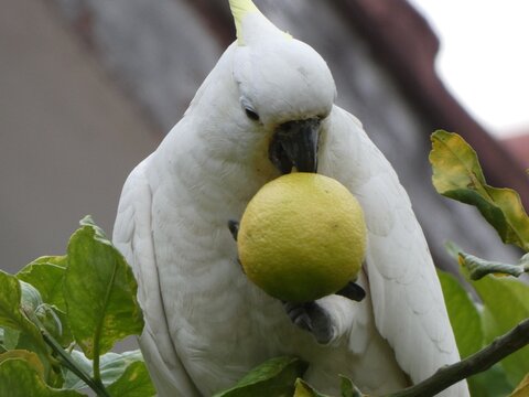 cockatoo