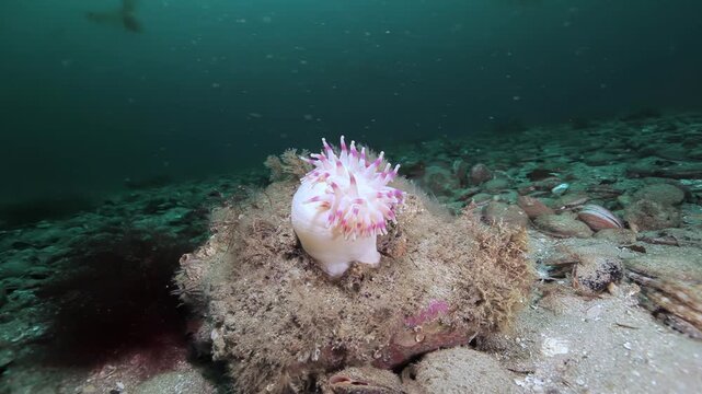 Pale Sea Anemone Standing on a Rock Above the Seabed. Cold-water benthic scenery shows attached invertebrates, shells, rocks or kelp with subdued natural color and clear underwater habitat texture.