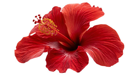 Vibrant red hibiscus flower with prominent yellow stamen and textured petals © Ludwig