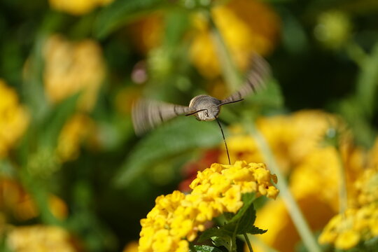 the hummingbird hawk moth (Macroglossum stellatarum)  collecting nectar from beautiful yellow flowers