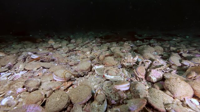 Shell Covered Seabed With Small Crabs and Marine Debris. Cold-water benthic scenery shows attached invertebrates, shells, rocks or kelp with subdued natural color and clear underwater habitat texture.