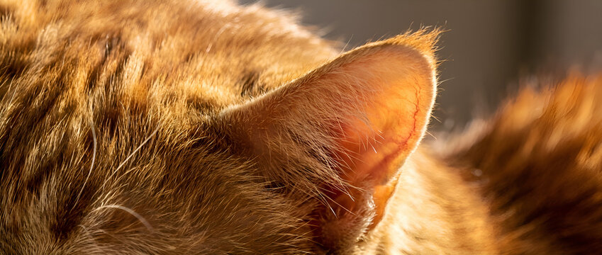 Close-up of ginger tabby cats head and ear in warm sunlight