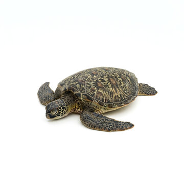 Juvenile green sea turtle resting on a plain white background, studio shot of an aquatic reptile isolated for design