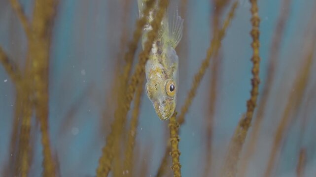4K Underwater macro shot of tiny ghost goby Bryaninops hiding head down on gorgonian coral