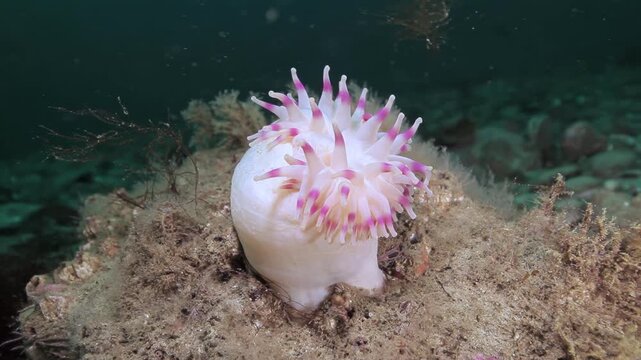Pink Tipped Sea Anemone on a Rocky Seafloor. Cold-water benthic scenery shows attached invertebrates, shells, rocks or kelp with subdued natural color and clear underwater habitat texture.