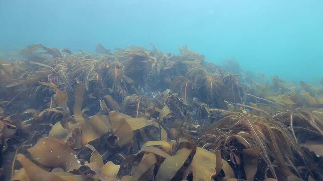 Brown Kelp Forest Spreading Across a Rocky Seafloor. Cold-water benthic scenery shows attached invertebrates, shells, rocks or kelp with subdued natural color and clear underwater habitat texture.