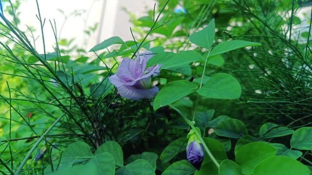 Purple butterfly pea flower blooming in a lush green garden