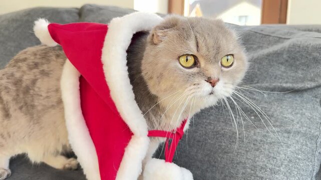 grumpy scottish fold cat in santa costume, concept of pet shops, christmas, banner