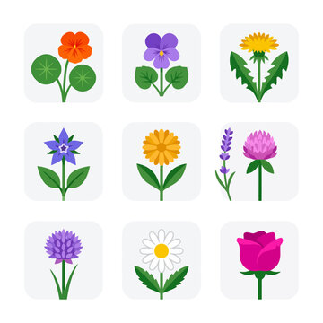 A collection of nine distinct, colorful, and stylized flower illustrations, including nasturtium, pansy, dandelion, borage, marigold, lavender, clover, daisy, and rose.