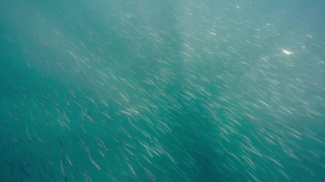 A massive swirling bait ball of sardines moves through the deep blue waters of South Africa, forming a dense shimmering cloud of silver fish that twist and flow together in a mesmerizing underwater