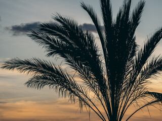 Silhouette of palm trees against sunset sky in Gran Canaria © by Natallia