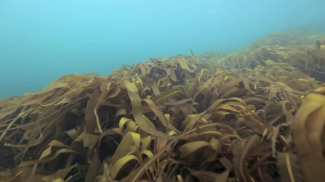Broad Kelp Forest Covering a Rocky Marine Seabed. Cold-water benthic scenery shows attached invertebrates, shells, rocks or kelp with subdued natural color and clear underwater habitat texture.