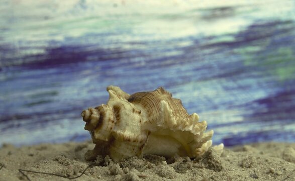 Detailed macro photography of a spiky sea shell on sand with artistic blue background
