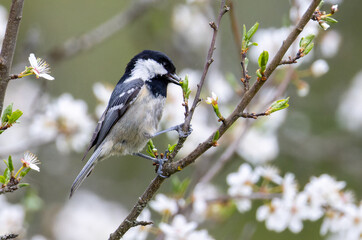 Coal Tit in a natural habitat © georgigerdzhikov