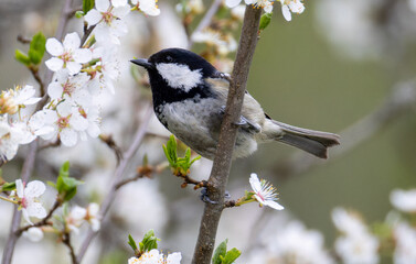 Coal Tit in a natural habitat © georgigerdzhikov