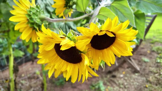 Three heads of yellow sunflower in bloom showing front and back of the flower